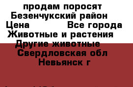 продам поросят .Безенчукский район  › Цена ­ 2 500 - Все города Животные и растения » Другие животные   . Свердловская обл.,Невьянск г.